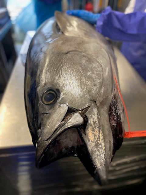 Cornish Bluefin Tuna - 'Rod & Line Caught'